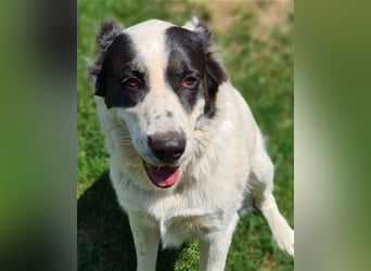 CASSANDRA - Schmuserin möchte endlich für immer ankommen