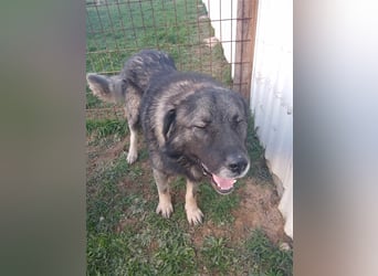 Lino - gutmütiger Owtscharka