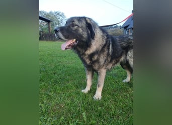 Lino - gutmütiger Owtscharka