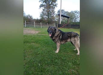 Lino - gutmütiger Owtscharka