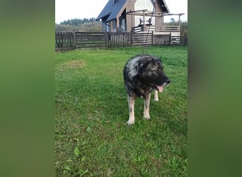 Lino - gutmütiger Owtscharka