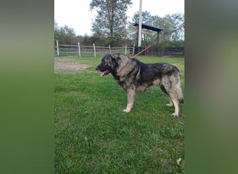 Lino - gutmütiger Owtscharka