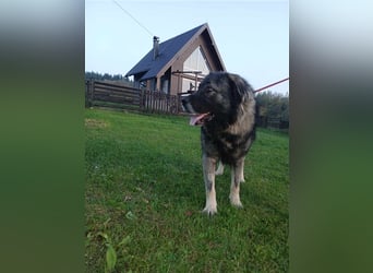 Lino - gutmütiger Owtscharka