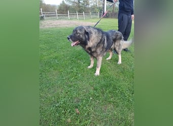 Lino - gutmütiger Owtscharka