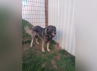 Lino - gutmütiger Owtscharka