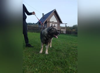 Lino - gutmütiger Owtscharka