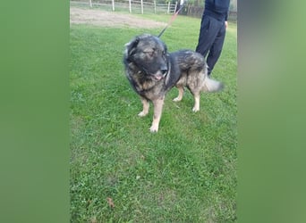 Lino - gutmütiger Owtscharka