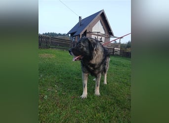 Lino - gutmütiger Owtscharka