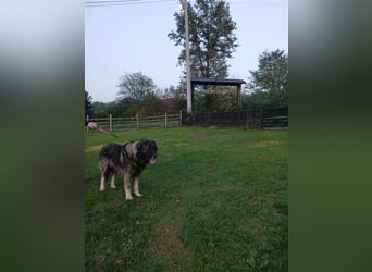 Lino - gutmütiger Owtscharka