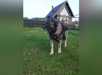 Lino - gutmütiger Owtscharka