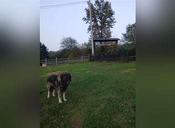 Lino - gutmütiger Owtscharka