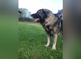 Lino - gutmütiger Owtscharka