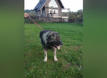 Lino - gutmütiger Owtscharka