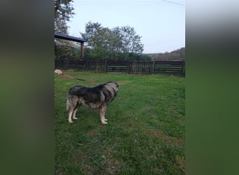 Lino - gutmütiger Owtscharka