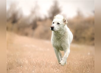 "Jacinta", weiblich, kastriert, Zentralasiatischer Owtscharka (Alabai), geb. 04.05.19, 65 cm
