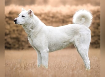 "Jacinta", weiblich, kastriert, Zentralasiatischer Owtscharka (Alabai), geb. 04.05.19, 65 cm