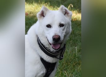 "Jacinta", weiblich, kastriert, Zentralasiatischer Owtscharka (Alabai), geb. 04.05.19, 65 cm