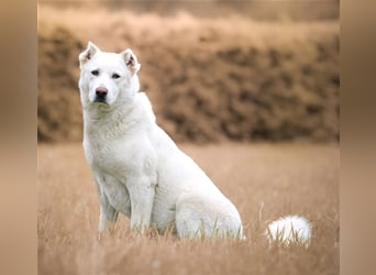 "Jacinta", weiblich, kastriert, Zentralasiatischer Owtscharka (Alabai), geb. 04.05.19, 65 cm