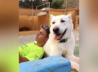 "Jacinta", weiblich, kastriert, Zentralasiatischer Owtscharka (Alabai), geb. 04.05.19, 65 cm