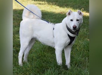 "Jacinta", weiblich, kastriert, Zentralasiatischer Owtscharka (Alabai), geb. 04.05.19, 65 cm