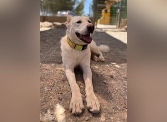 "Jacinta", weiblich, kastriert, Zentralasiatischer Owtscharka (Alabai), geb. 04.05.19, 65 cm