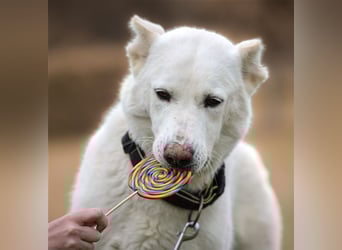 "Jacinta", weiblich, kastriert, Zentralasiatischer Owtscharka (Alabai), geb. 04.05.19, 65 cm