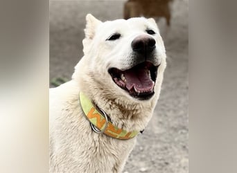 "Jacinta", weiblich, kastriert, Zentralasiatischer Owtscharka (Alabai), geb. 04.05.19, 65 cm