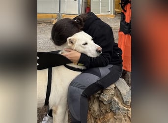 "Jacinta", weiblich, kastriert, Zentralasiatischer Owtscharka (Alabai), geb. 04.05.19, 65 cm