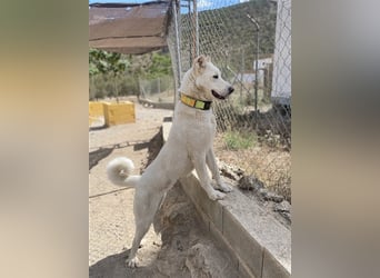 "Jacinta", weiblich, kastriert, Zentralasiatischer Owtscharka (Alabai), geb. 04.05.19, 65 cm