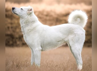 "Jacinta", weiblich, kastriert, Zentralasiatischer Owtscharka (Alabai), geb. 04.05.19, 65 cm