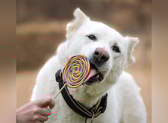 "Jacinta", weiblich, kastriert, Zentralasiatischer Owtscharka (Alabai), geb. 04.05.19, 65 cm