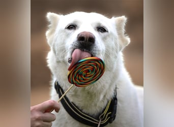 "Jacinta", weiblich, kastriert, Zentralasiatischer Owtscharka (Alabai), geb. 04.05.19, 65 cm