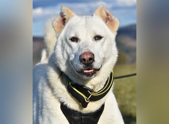 "Jacinta", weiblich, kastriert, Zentralasiatischer Owtscharka (Alabai), geb. 04.05.19, 65 cm