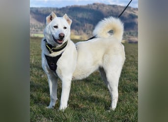 "Jacinta", weiblich, kastriert, Zentralasiatischer Owtscharka (Alabai), geb. 04.05.19, 65 cm