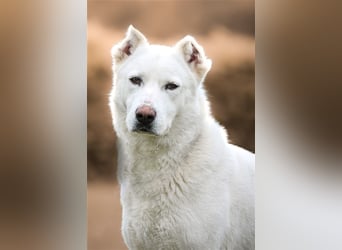 "Jacinta", weiblich, kastriert, Zentralasiatischer Owtscharka (Alabai), geb. 04.05.19, 65 cm