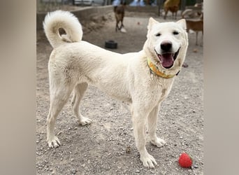 "Jacinta", weiblich, kastriert, Zentralasiatischer Owtscharka (Alabai), geb. 04.05.19, 65 cm