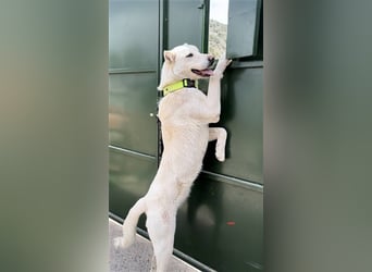 "Jacinta", weiblich, kastriert, Zentralasiatischer Owtscharka (Alabai), geb. 04.05.19, 65 cm