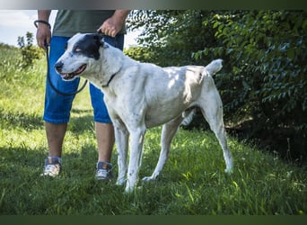 Baltazar-SI – Sanfter Riese sucht Riesen-Körbchen!