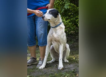 Baltazar-SI – Sanfter Riese sucht Riesen-Körbchen!