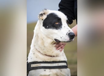 Baltazar-SI – Sanfter Riese sucht Riesen-Körbchen!