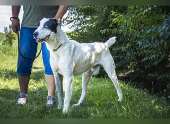 Baltazar-SI – Sanfter Riese sucht Riesen-Körbchen!