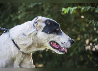 Baltazar-SI – Sanfter Riese sucht Riesen-Körbchen!