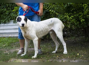 Baltazar-SI – Sanfter Riese sucht Riesen-Körbchen!