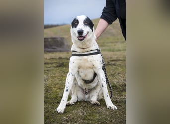 Baltazar-SI – Sanfter Riese sucht Riesen-Körbchen!