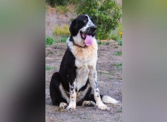 Devi – Stärke mit Sanftmut