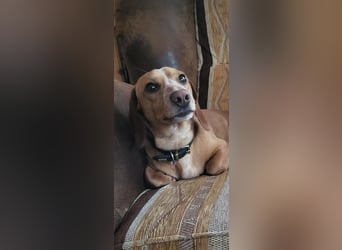 Zwergdackel Deckrüde