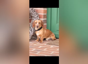 Zwergdackel Deckrüde