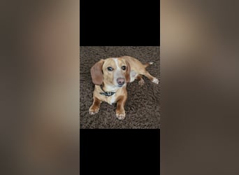 Zwergdackel Deckrüde