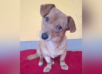 süße kleine BROWNIE - 10 Monate, 23cm/7kg - Dackel-Mix