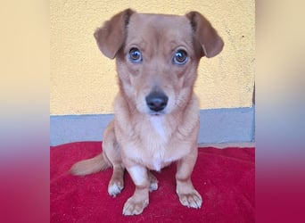 süße kleine BROWNIE - 10 Monate, 23cm/7kg - Dackel-Mix